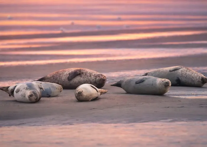 La Bellerose à La Côte D'opale Beutin